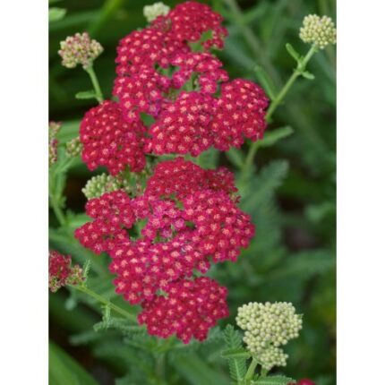 Αχιλλέα η χιλιόφυλλος