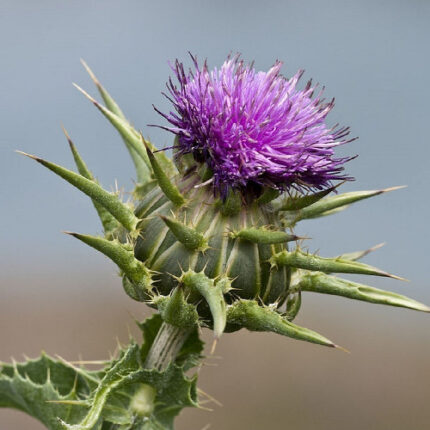 Γαϊδουράγκαθο