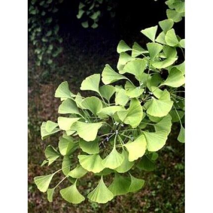 Γκίνγκο Μπιλόμπα