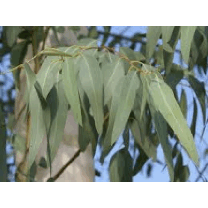 Ευκάλυπτος