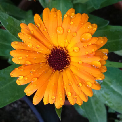 Καλέντουλα