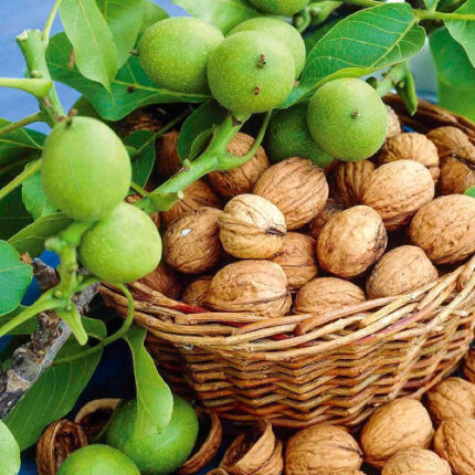 Φύλλα Καρυδιάς