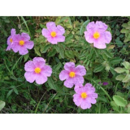 Κίστος ή Λάβδανο