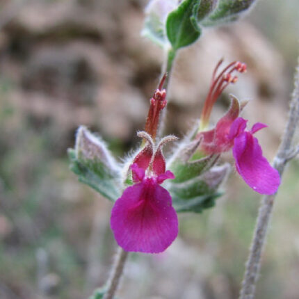 Λαγοκοιμηθιά (Teucrium Chamaedrys)