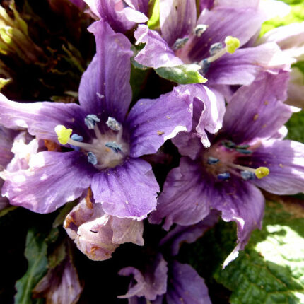 Μανδραγόρας