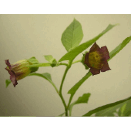 Μπελλαντόννα