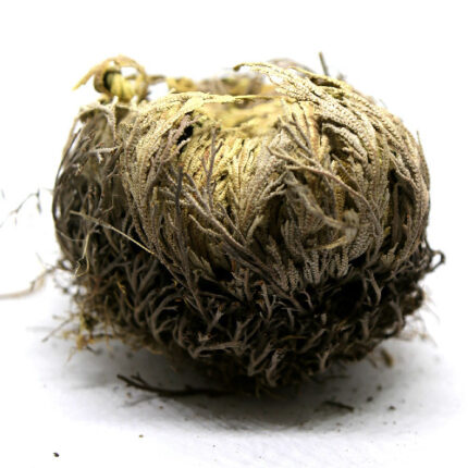 Ρόδο της Ιεριχούς ( Ρόδο της Παναγίας )